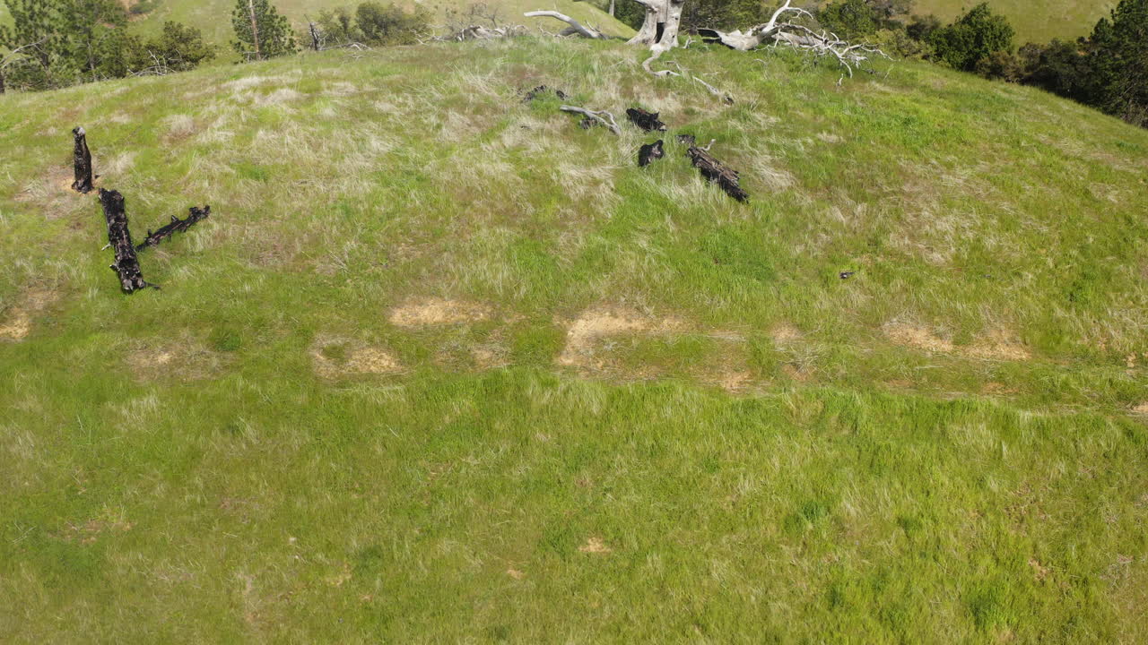 Aerial plunge over lush hills of Big Sur, featuring a central dead white tree and distant mountains - California - USA
