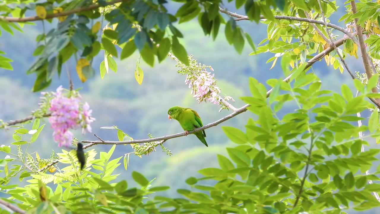 un periquito de nido naranja se encuentra en una rama en medio de un frondoso follaje verde y flores en flor
