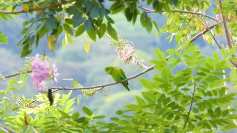 An-orange-ned-parakeet-perches-on-a-branch-amidst-lush-green-foliage-and-blooming-flowers