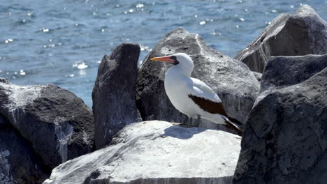 still galapagos nazca booby perched on rocks on espanola island with ocean in background