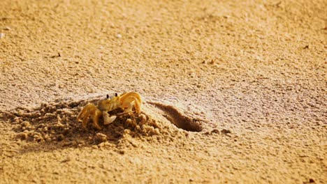 sand crab removing sand from it's den and then patting down the sand