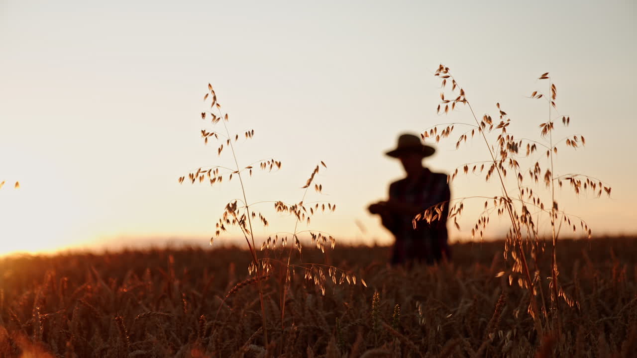 Ripe oat growing in the beautiful farmland at sunset. Male silhouette in a hat at backdrop in blur.