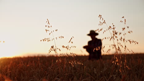 ripe oat growing in the beautiful farmland at sunset. male silhouette in a hat at backdrop in blur.