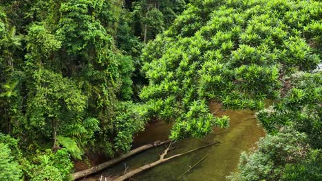 drone footage captures a dense rainforest canopy and a clear creek in port douglas, australia, showcasing vibrant greenery and natural beauty