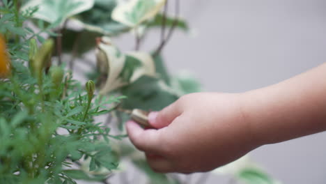 little kid hand removing a dried plant bud, close up isolated shot