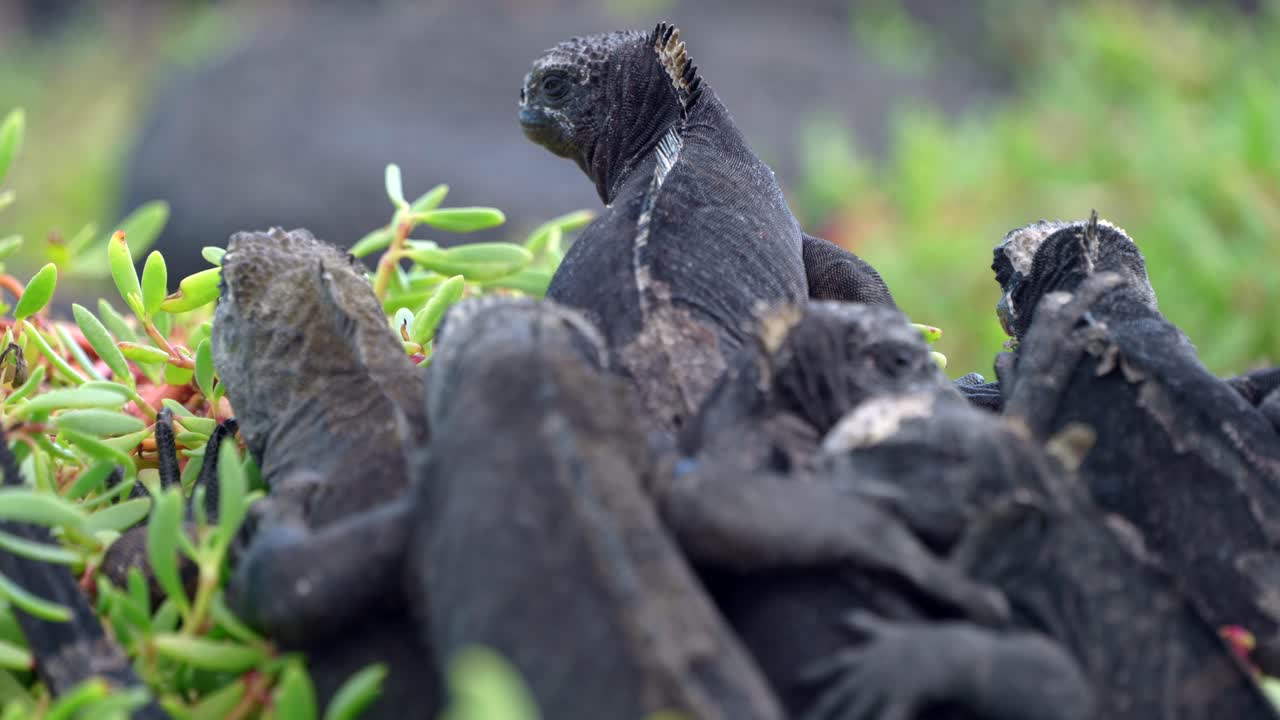 A group of black marine iguanas sit on top of each other on Santa Cruz Island in the Gal&aacute;pagos Islands