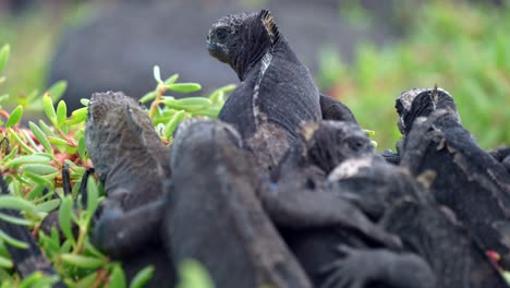 A group of black marine iguanas sit on top of each other on Santa Cruz Island in the Gal&aacute;pagos Islands