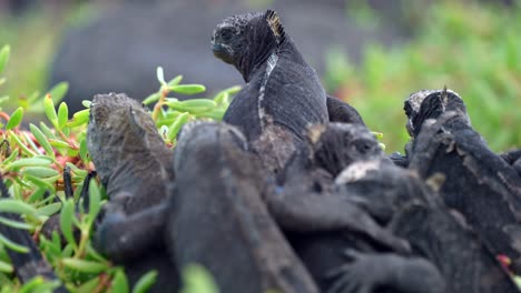 a group of black marine iguanas sit on top of each other on santa cruz island in the galápagos islands