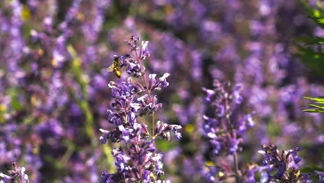 micro primer plano de la naturaleza de la abeja volando de una flor de corneta a otra en cámara lenta 120 fps