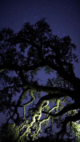 starry night oak tree