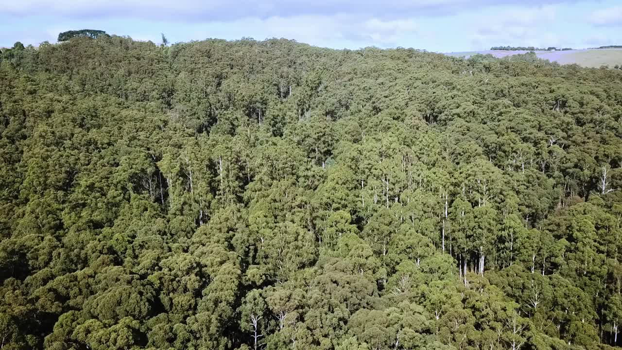 imágenes de drones sobre un bosque de eucaliptos cerca de noojee, victoria central, australia, abril de 2019