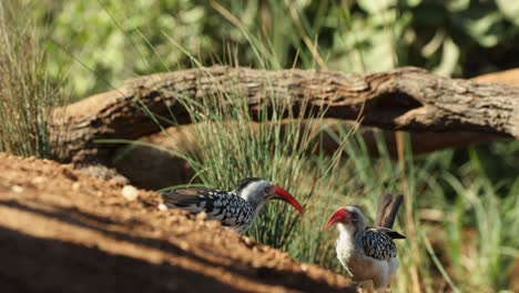 a pair of red-billed hornbills feeding on the ground, filmed from a low angle in the greater kruger