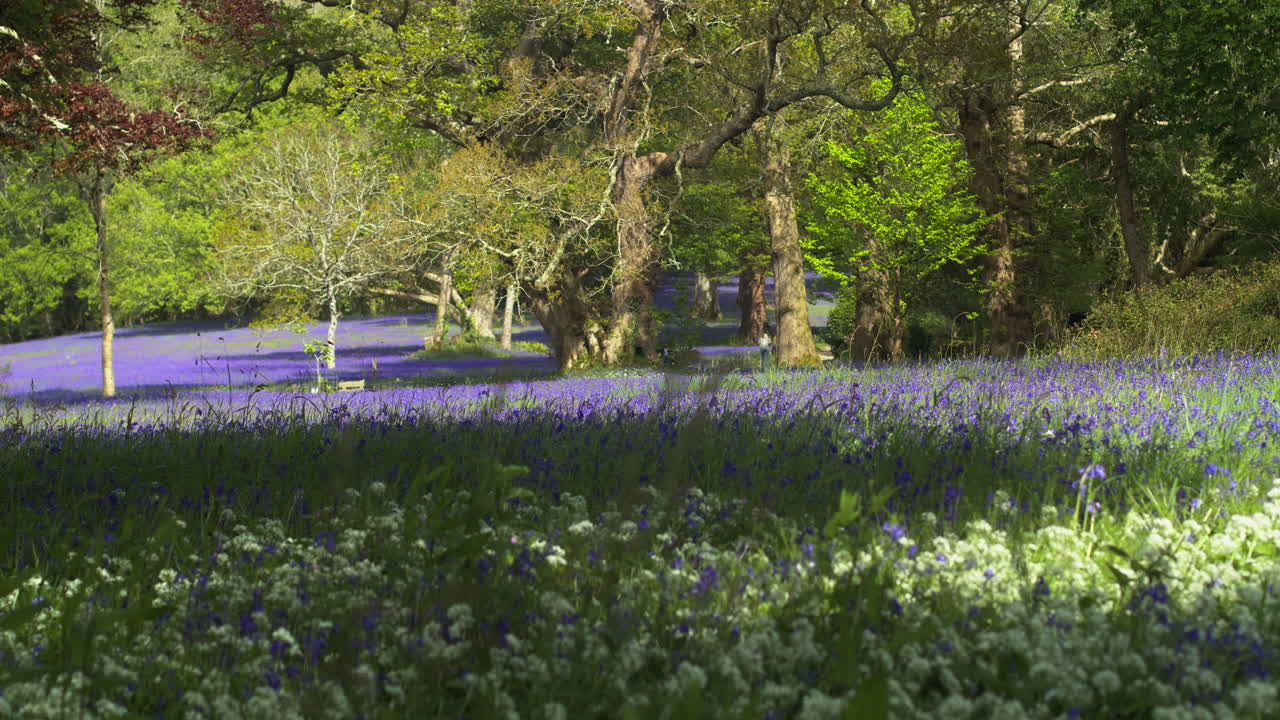 gente caminando a lo lejos y una alfombra de flores de campanillas azules bajo la sombra de los árboles, una escena campestre en los jardines de enys, cornwall