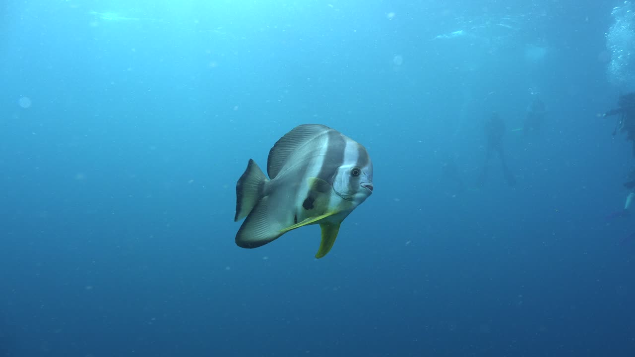 рыба-летучая мышь плавает в голубом океане с аквалангистами на заднем плане
