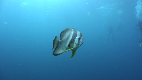 Fledermausfische-Schwimmen-Im-Blauen-Ozean-Mit-Tauchern-Im-Hintergrund