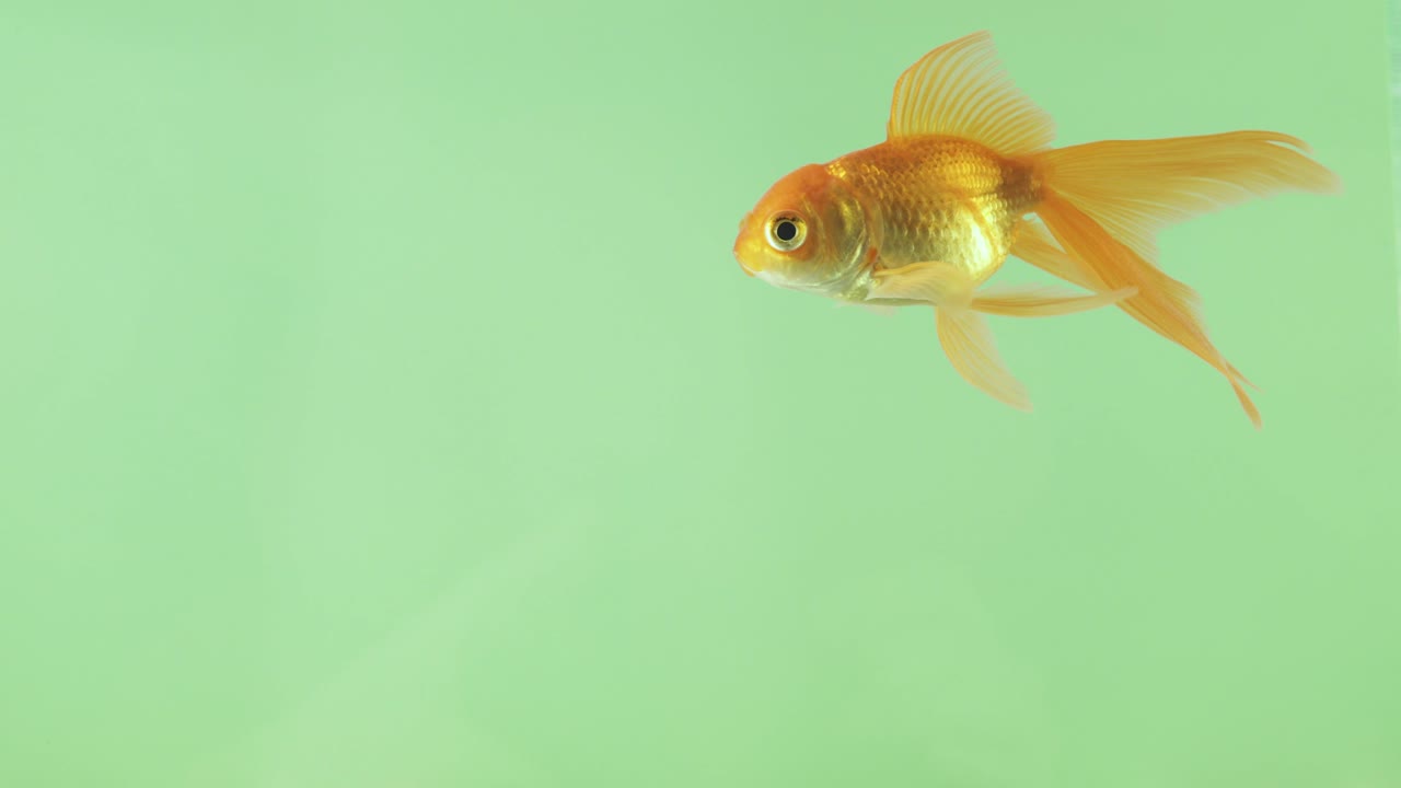 아름다운 작은 물고기가 물 에서 헤엄치고, 초록색 화면