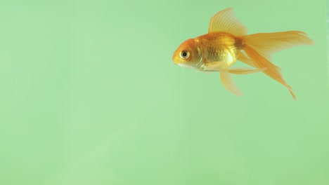 little beautiful fish swims under water, green screen