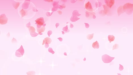 rose petals falling with light and pink background animation