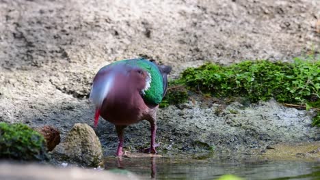 paloma esmeralda común acicalándose después de un baño en el bosque durante un día caluroso, chalcophaps indica, en cámara lenta