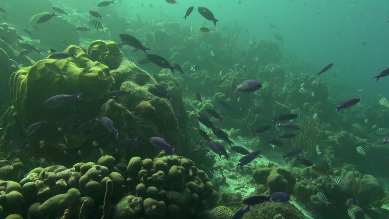 hora pico en el arrecife