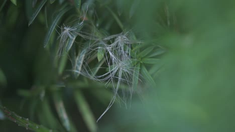 Macro-Shot-Of-Tree-Leaves-Detail-In-A-Forest-Conservation