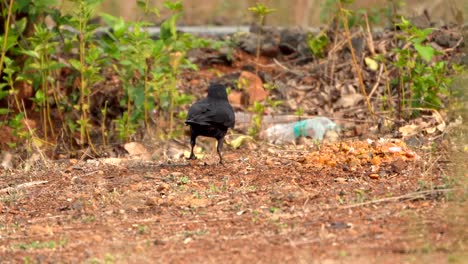 el cuervo volando y sentado en el árbol