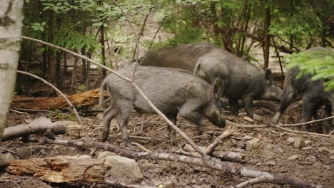 Una-Manada-De-Cerdos-Salvajes-Se-Alimenta-En-El-Bosque-Vida-Salvaje-Del-Bosque-Video-4k