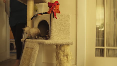 curious and playful siamese kitten in cat tower, medium shot truck right