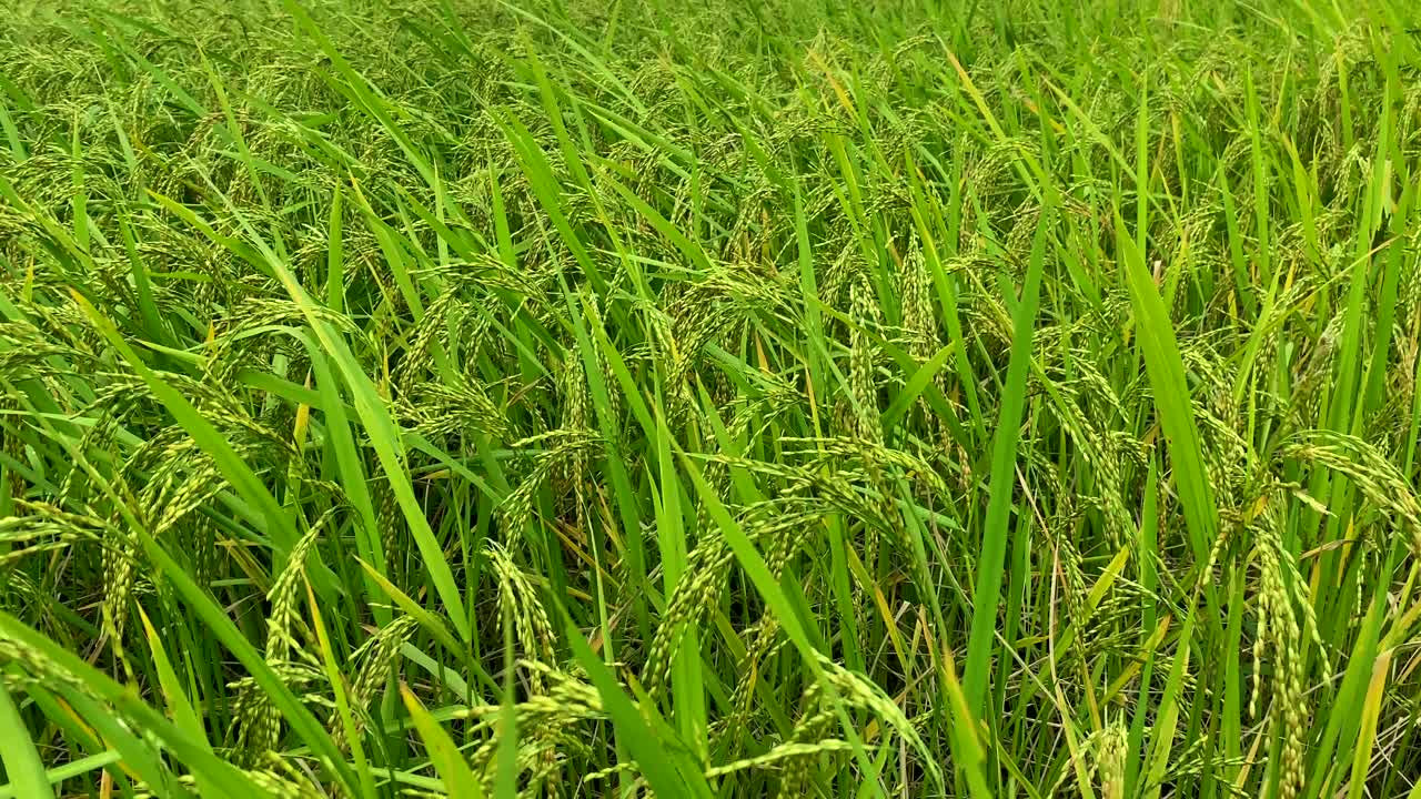 Un campo di riso presto pronto per il raccolto, con le spighe che pendono pesanti dagli steli