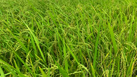 Un-Campo-De-Arroz-Pronto-Listo-Para-La-Cosecha-Cuando-Las-Cabezas-Cuelgan-Pesadamente-De-Los-Tallos