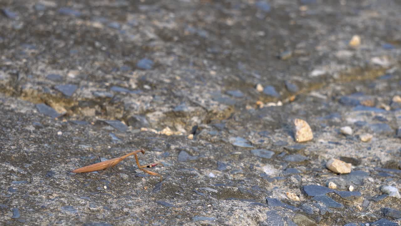 Brown Praying Mantid from the Mantidae family of Mantis Extend his Grasp Sharp Forelegs and Crawls on Big Cracked Rock at Sunset time -  wide shot copy space template