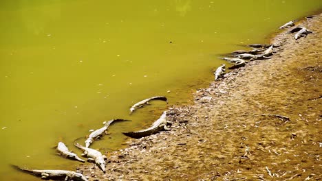 Große-Anzahl-Von-Süßwasserkrokodilen-Am-Flussufer,-Mittlere-Aufnahme,-Diagonaler-Schwenk