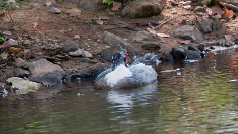 A-muscovy-duck-in-the-water