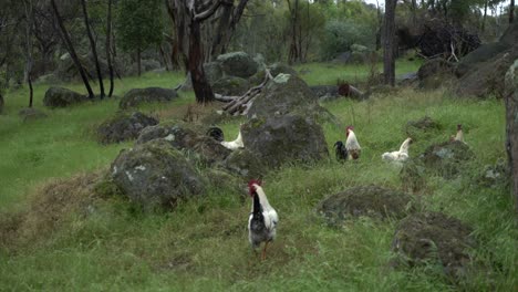 pollos, gallos y gallinas vagando por las praderas salvajes en una granja australiana