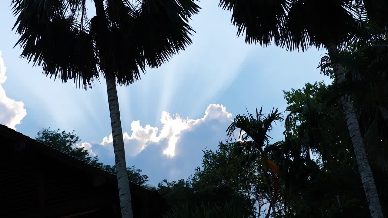 활기찬 해가 지는 하늘을 배경으로 칠해진 나무, 열대 풍경의 평온한 아름다움을 포착합니다.