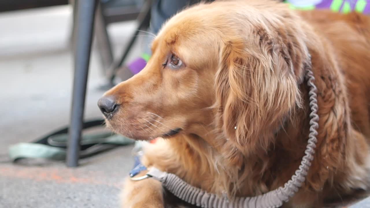 Golden Retriever Outdoors
