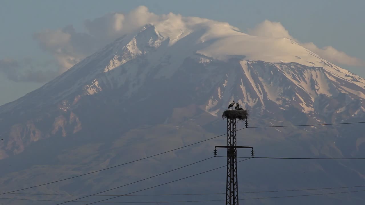 familia de cigüeñas en nido en poste eléctrico y monte ararat cubierto de nieve en armenia