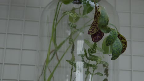 Floral-workshop-with-the-tiny-ready-made-floral-compositions-in-the-terrarium-tilt-up-shot