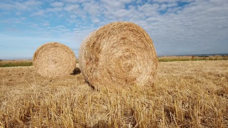 fianzas redondas de heno recién cosechadas en el