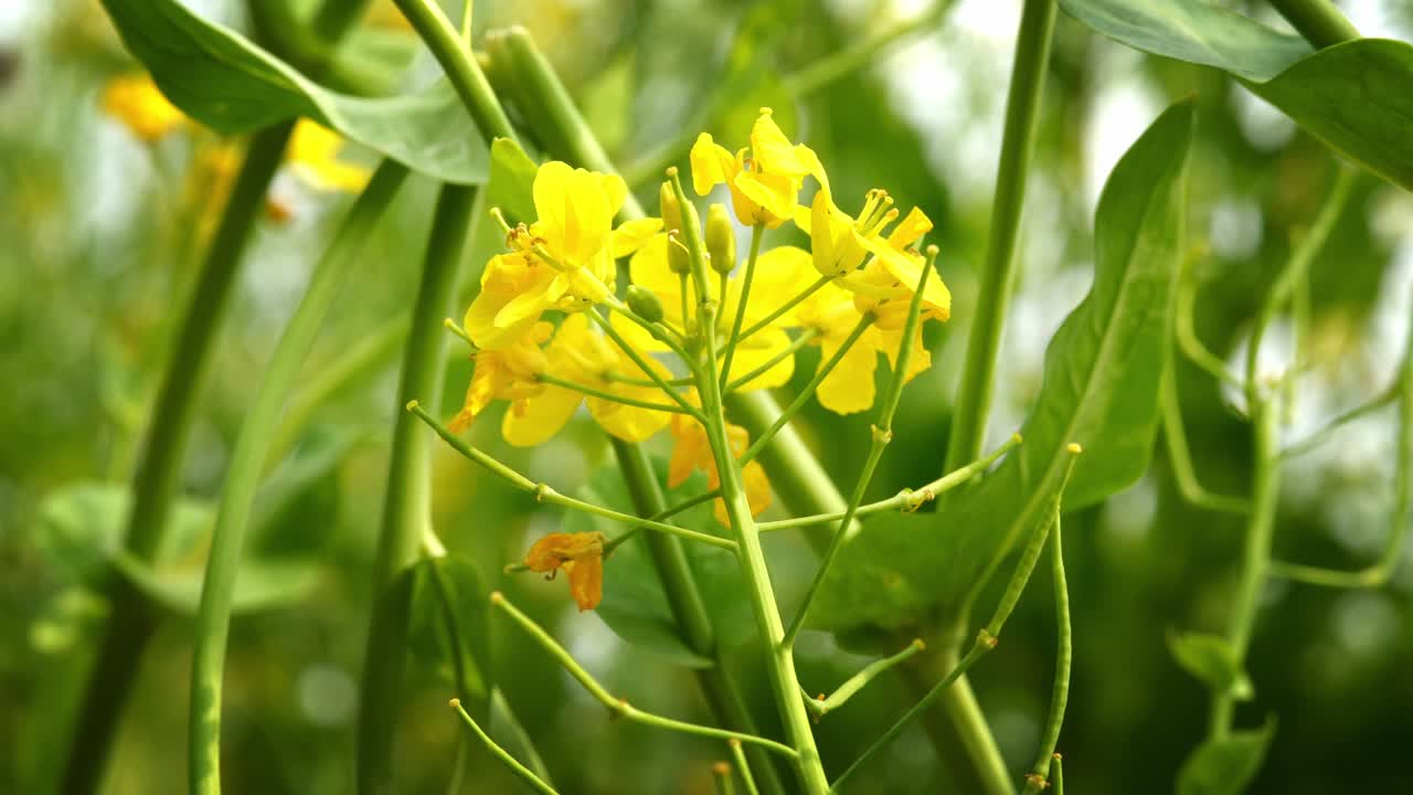Primo piano di un fiore di colza giallo