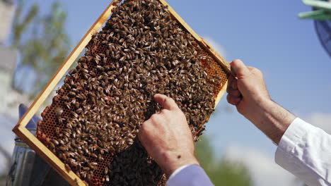 beekeeper touching bees on frame with bare hands. honey frame with bees in apiarist's hand. apiculture process. close-up.