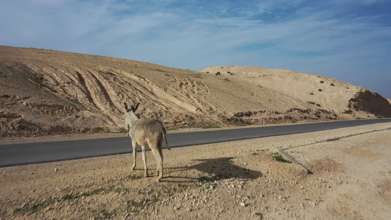 un burro solo camina por un camino en ninguna parte del desierto