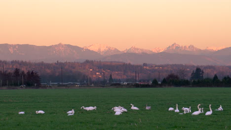 una bandada de cisnes trompetistas adultos y juveniles pastando en un campo al atardecer, con las montañas cascade en el estado de washington en la distancia