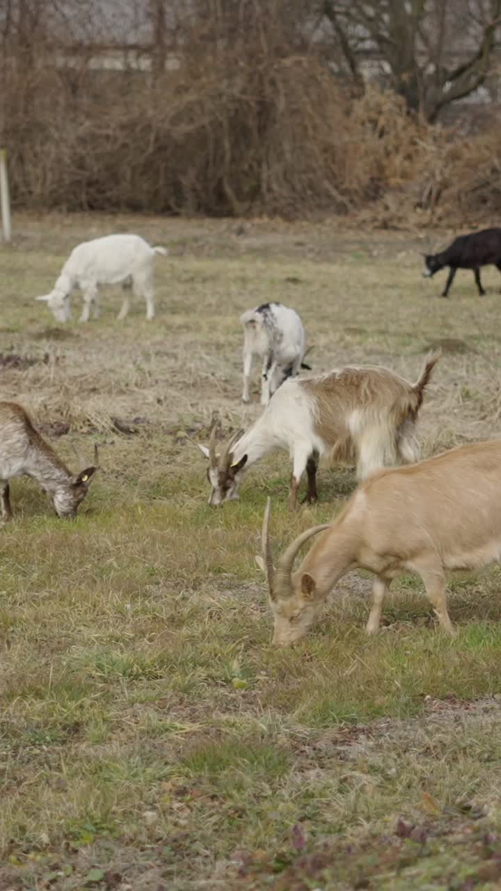 들판 에서 풀 을 는 염소 들