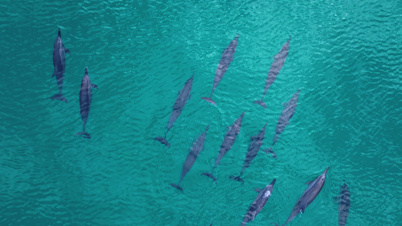 una manada de delfines nadando bajo el mar azul en la isla de socotra en yemen