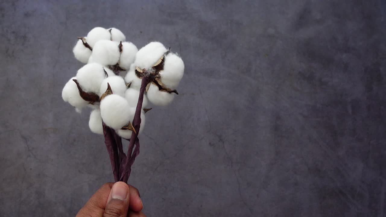 Mano che tiene e ruota delicatamente fiori di cotone.