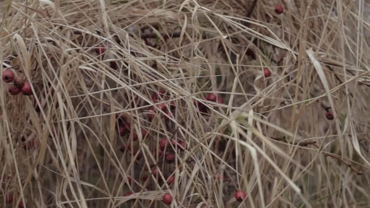 Berries in Dried Grass