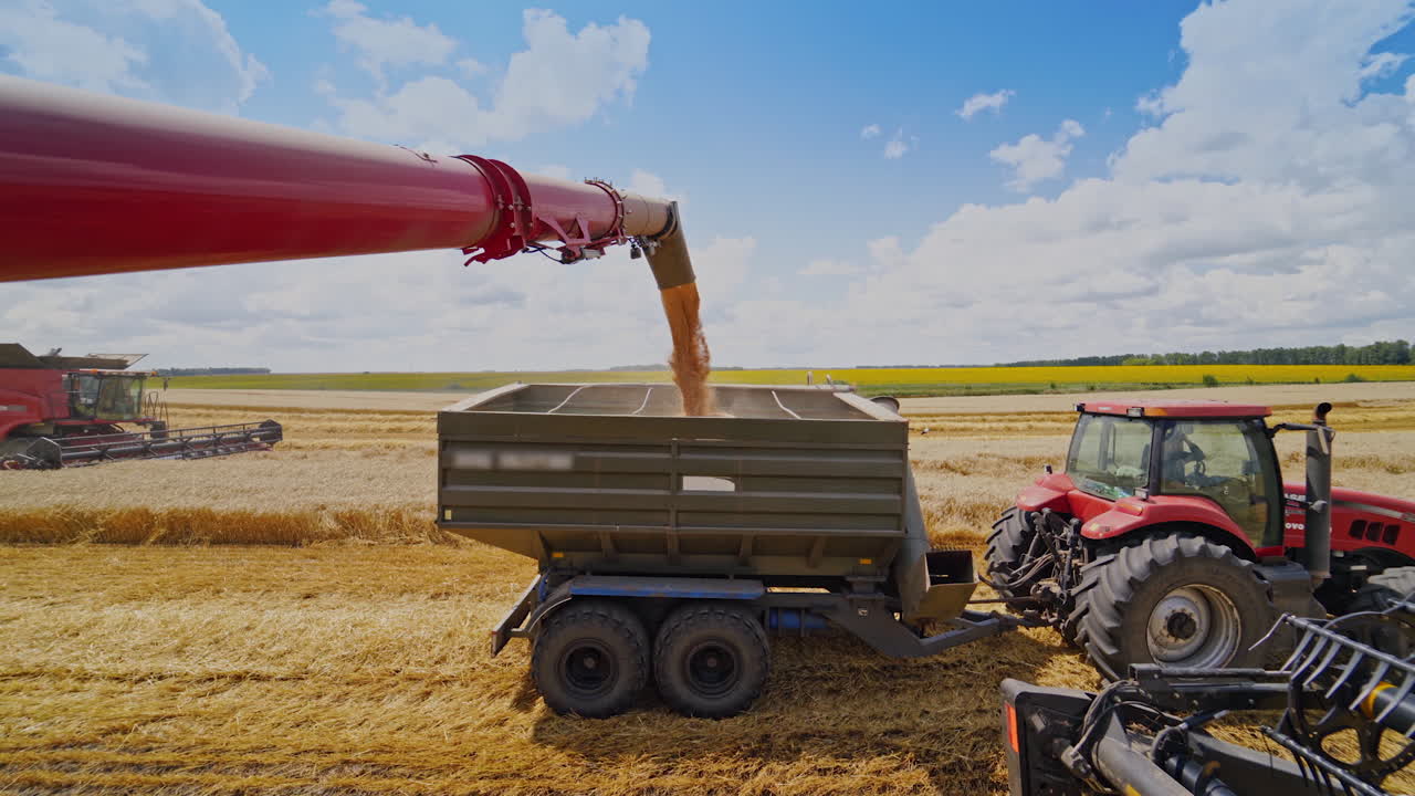 Overloading grain into tractor trailer. Tractor with trailer working in tandem alongside a working combine harvester discharging grain from uploader