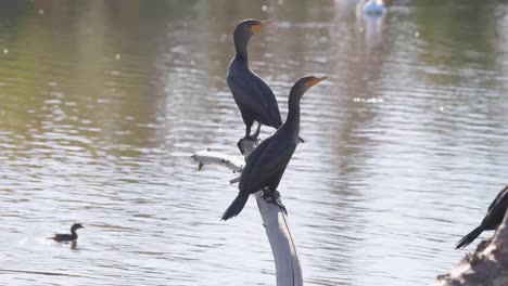 Double-crested-Cormorants-perched-on-a-tree-branch