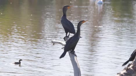 double-crested cormorants perched on a tree branch